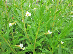 Gratiola officinalis - Gnadenkraut